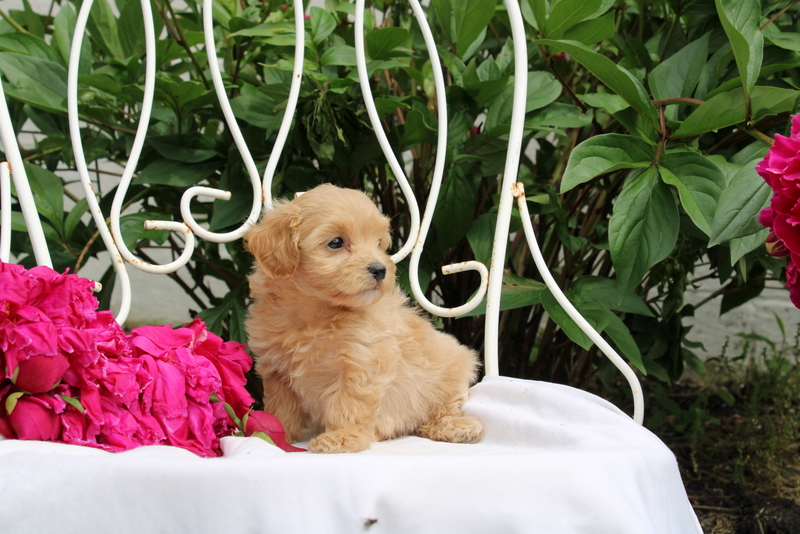puppy, for, sale, Maltipoo, Matthew B. Stoltzfus, dog, breeder, Gap, PA, dog-breeder, puppy-for-sale, forsale, nearby, find, puppyfind, locator, puppylocator, aca